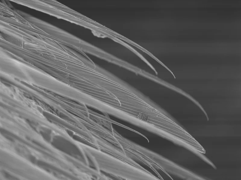 Magnified view of the fine, tapered hairs covering a water strider’s leg.