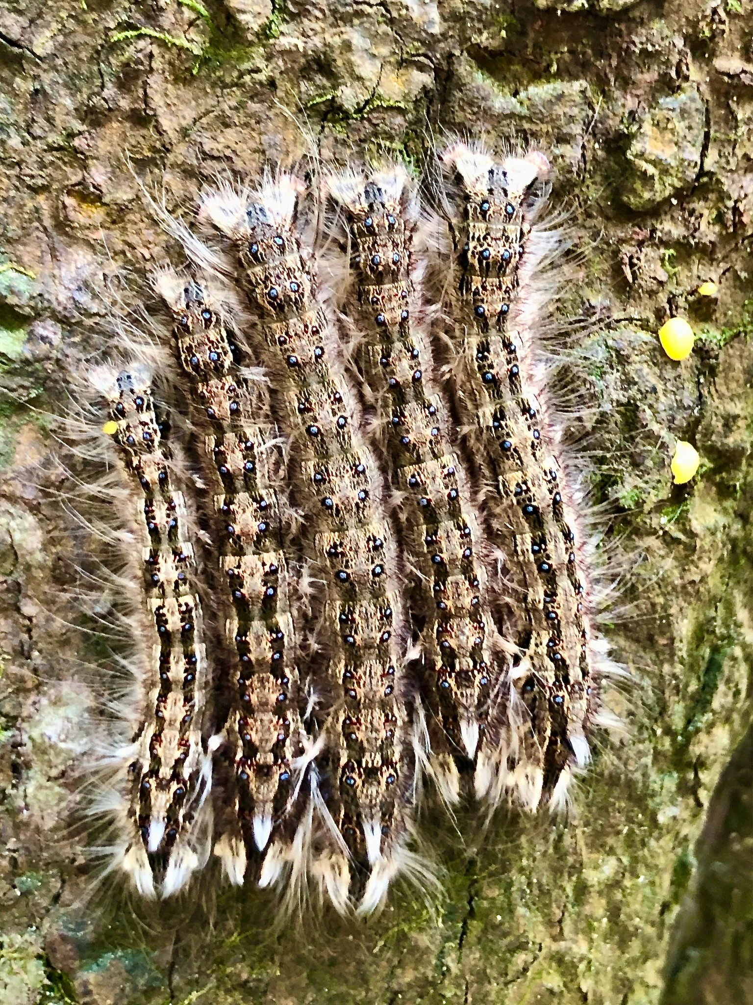 Lappet moth caterpillars grouped on a tree in Aberdeen Country Park, Hong Kong.